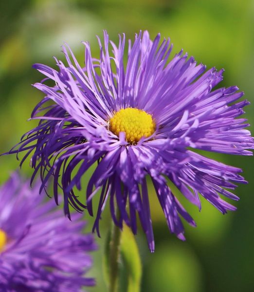 Erigeron speciosus 'Schöne Blaue'
